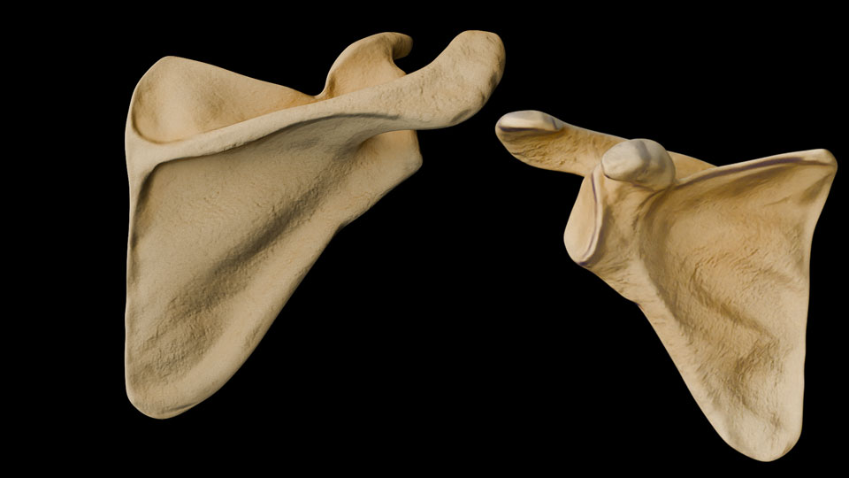 Scapula